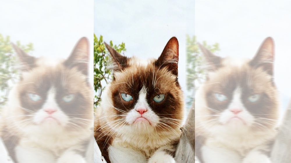 1000x562 Grumpy Cat, Adorable Furball And Viral Meme Sensation, Is Dead