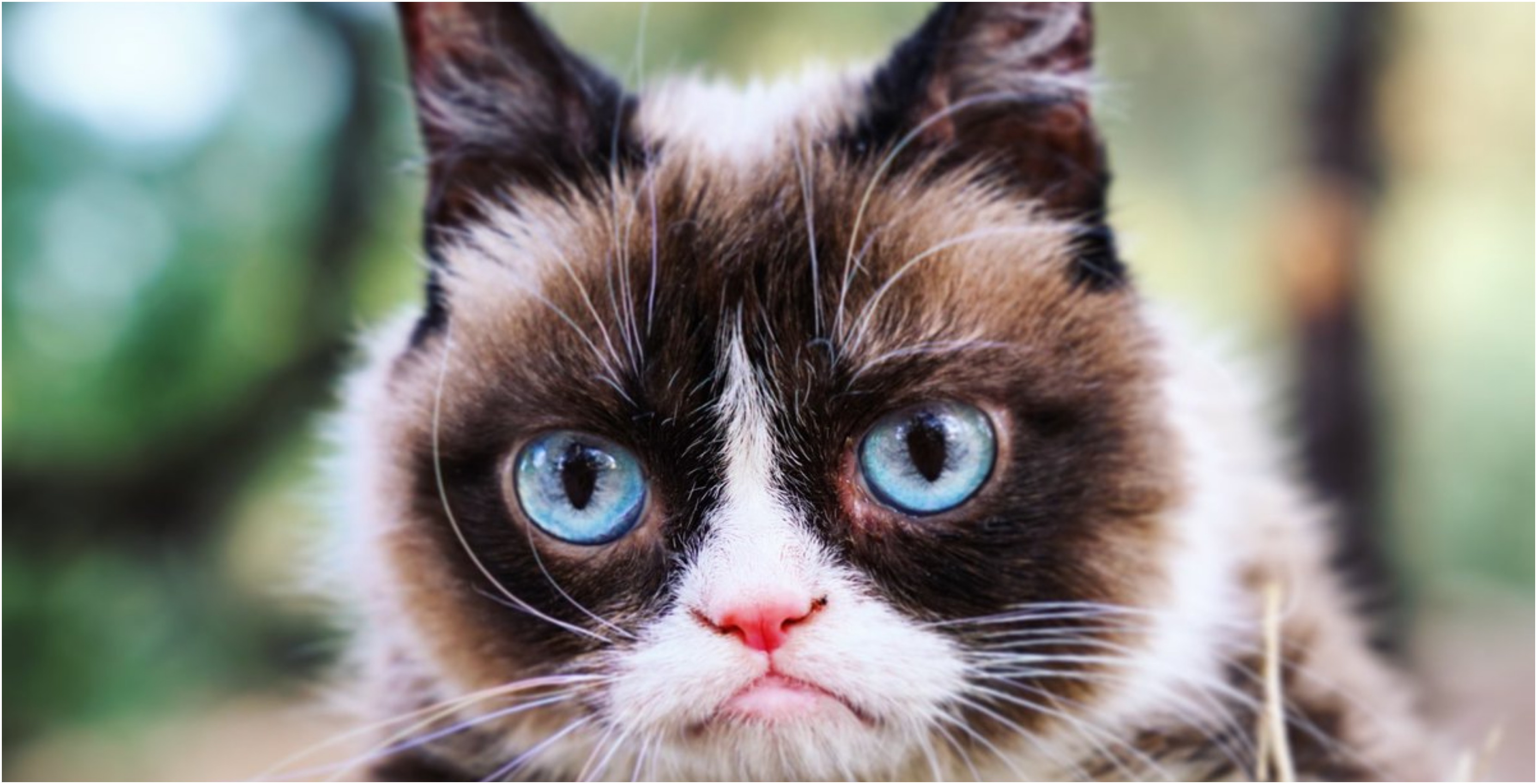 3328x1698 Grumpy Cat, Internet Meme Icon, Celebrity And Legend Has Died