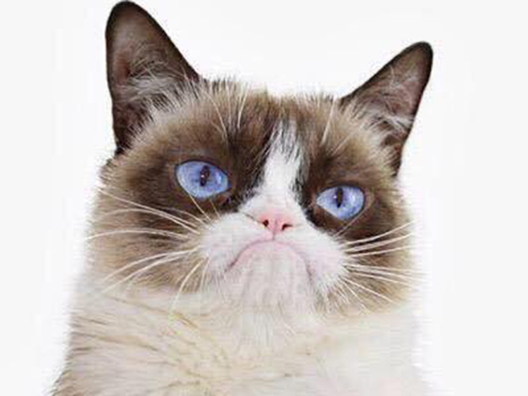 750x563 Grumpy Cat Internet Sensation And Meme Inspiration, Died Aged