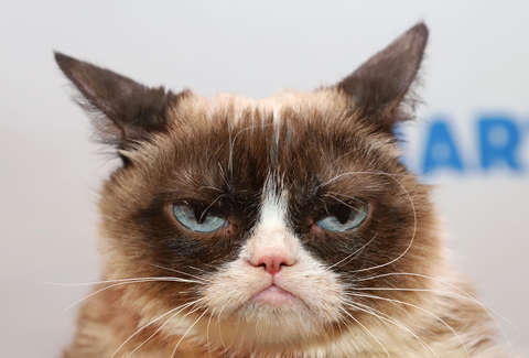 480x325 Grumpy Cat Dead