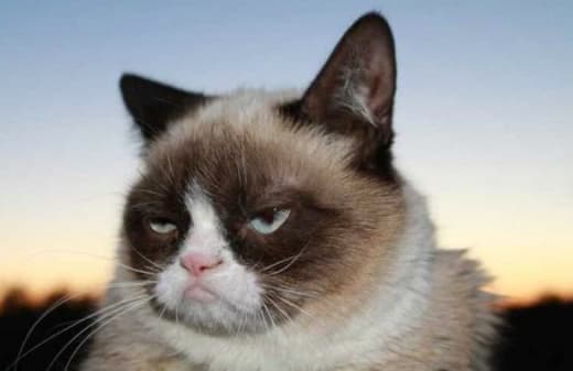 520x337 Grumpy Cat Dies Cantakerous Feline Internet Icon Was