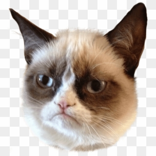 320x320 Grumpy Cat Png Images, Free Transparent Image Download