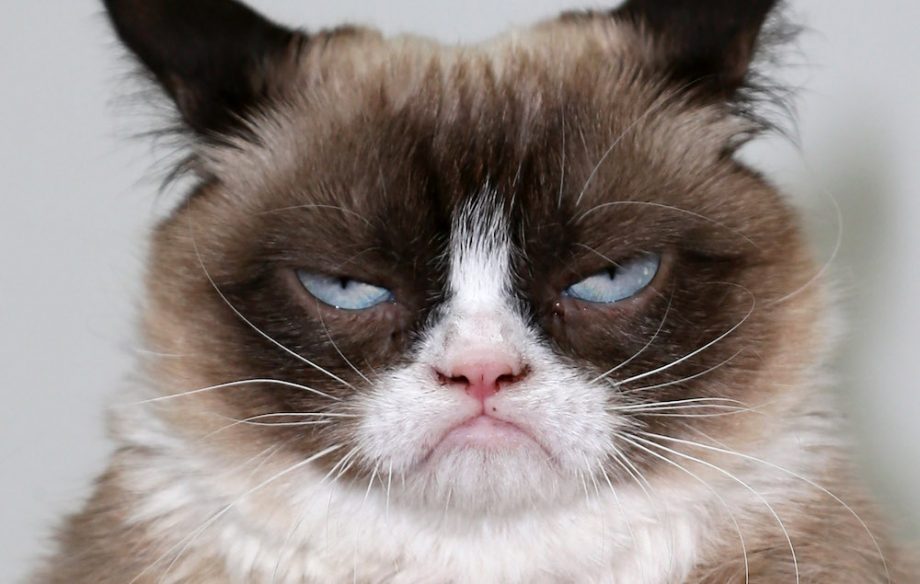 920x584 Grumpy Cat Sued A Coffee And Won