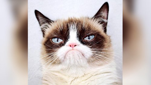 500x281 Internet Star Grumpy Cat Dies