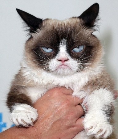383x450 Legendary Grumpy Cat Dies