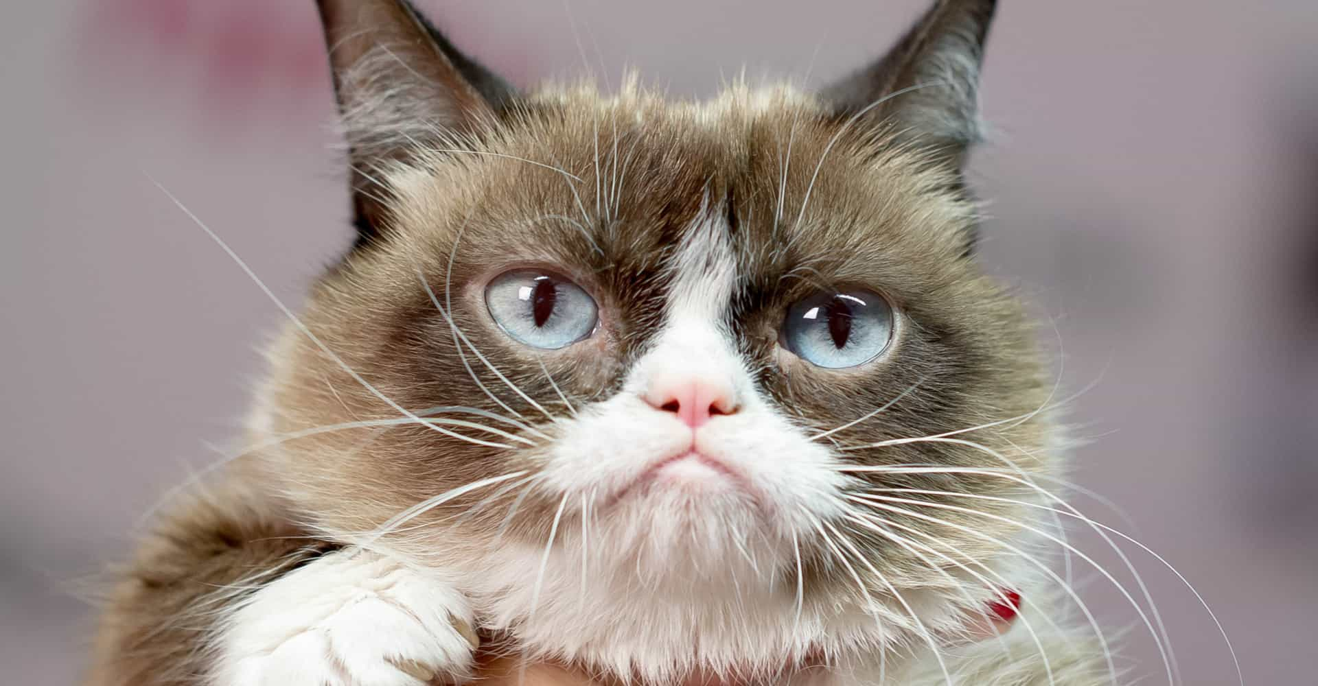 Grumpy Cat Icon at Vectorified.com | Collection of Grumpy Cat Icon free ...