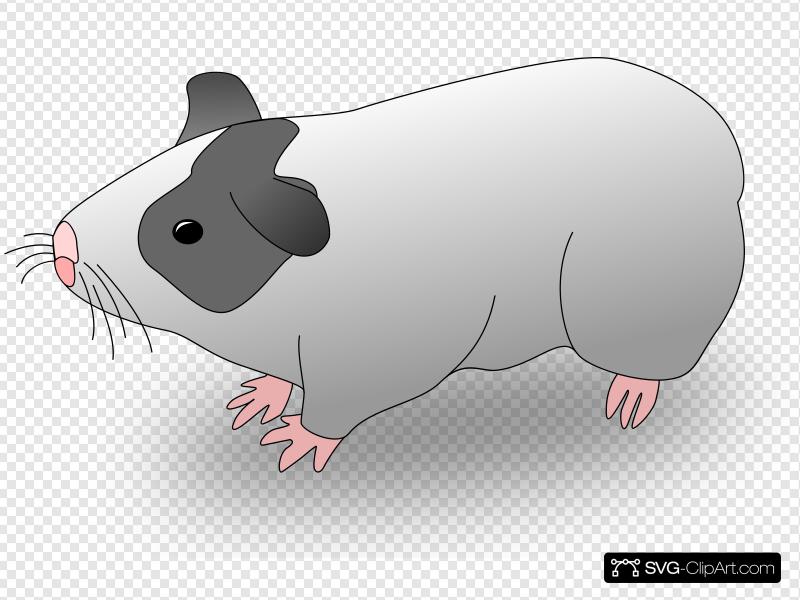 800x600 Guinea Pig Clip Art, Icon