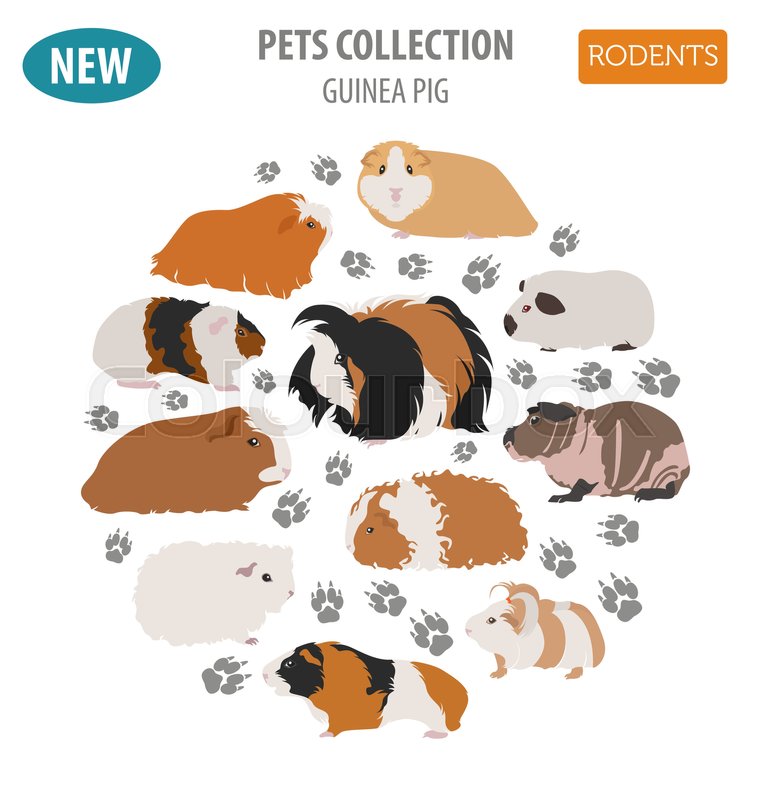 757x800 Guinea Pig Breeds Icon Set Flat Style Stock Vector Colourbox