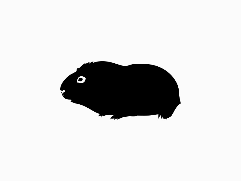 800x600 Guinea Pig