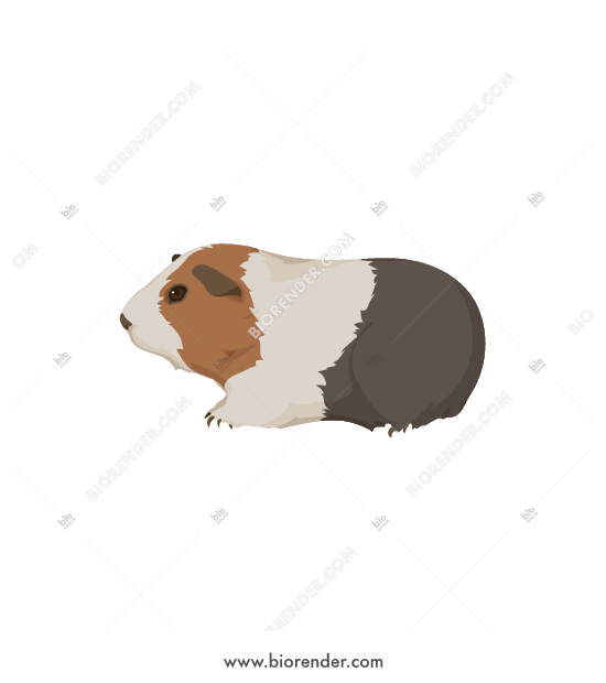 550x620 Biorender Guinea Pig