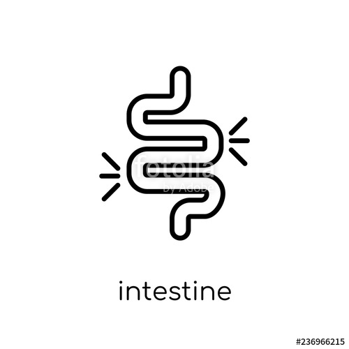 500x500 Intestine Icon Trendy Modern Flat Linear Vector Intestine Icon