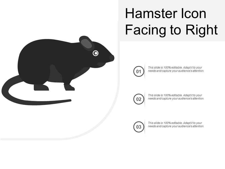 960x720 Hamster Icon Facing To Right Presentation Graphics
