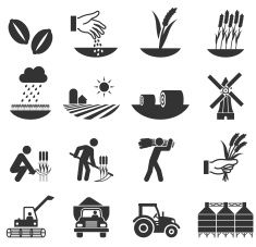 235x227 Wheat Harvest Growth And Equipment Black White Icon Set Vector