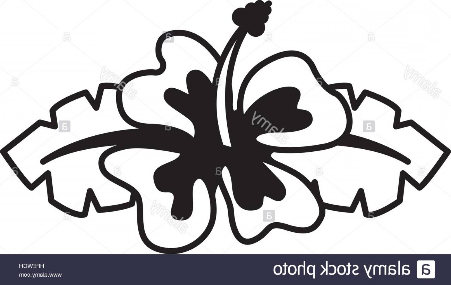 1560x987 Stock Photo Hawaii Cute Flower Icon Vector Illustration Design