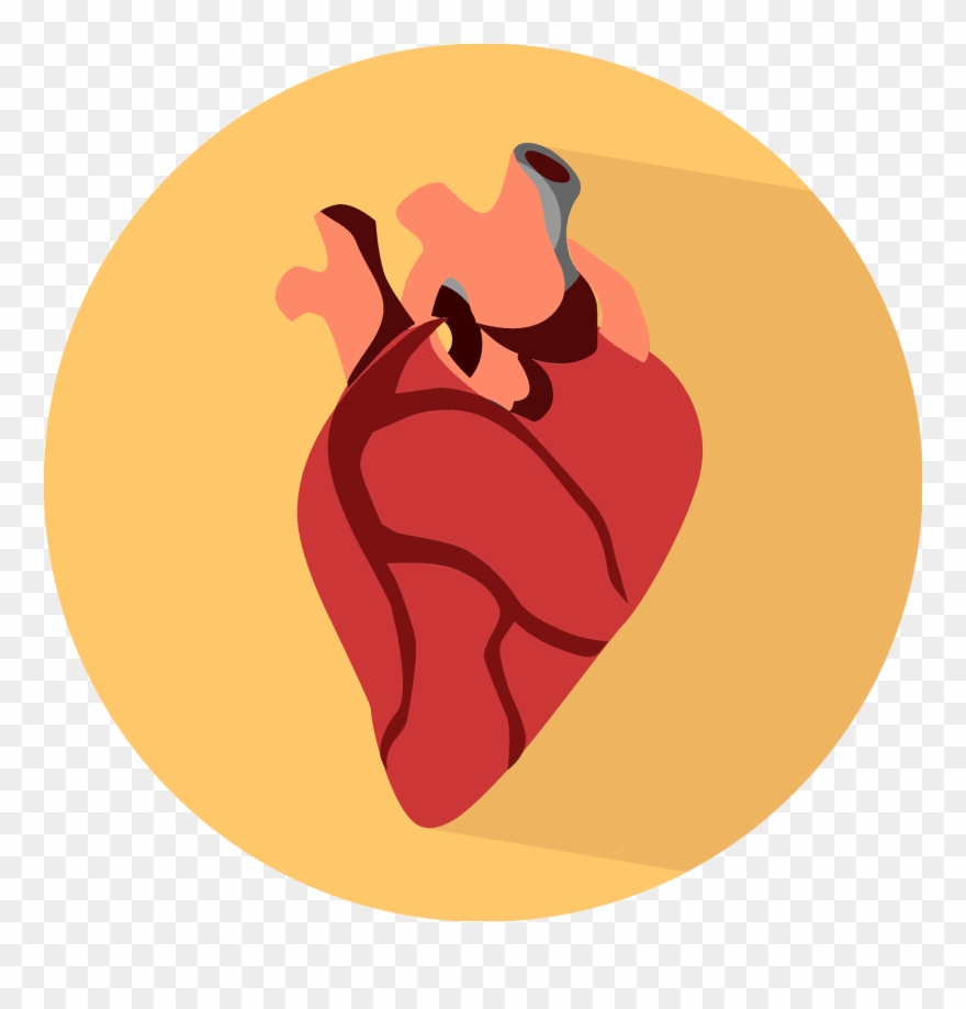 880x919 Organs Clipart Anatomically Correct Heart