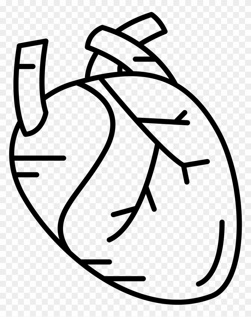 840x1061 Human Heart Comments