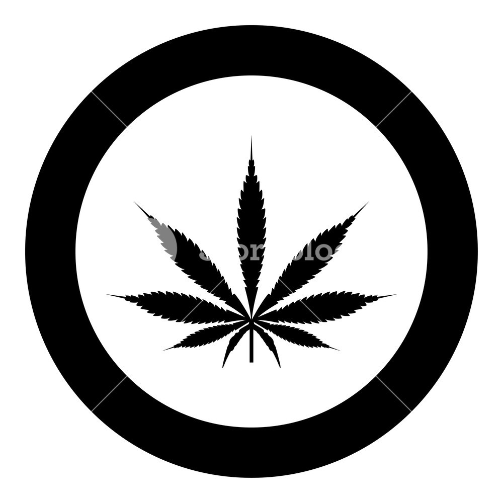 1000x1000 Cannabis