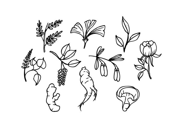 700x490 Free Herbs Icon Sketch Vector