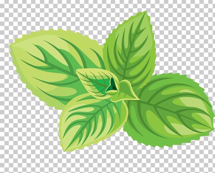 728x587 Green Tea Cosmetics Herb Icon Png, Clipart, Aromatic Herbs