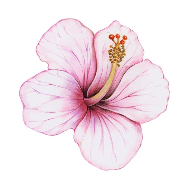 626x626 Hibiscus Vectors, Photos And Free Download