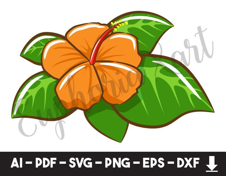 794x619 Hibiscus Hibiscus Image, Hibiscus Icon, Hibiscus Logo