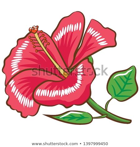 450x470 Hibiscus Cliparthibiscus Vector Hibiscus Design Hibiscus