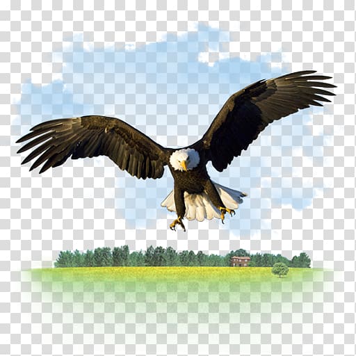 512x512 Bald Eagle Desktop High Definition Television Computer Icons, Gnu