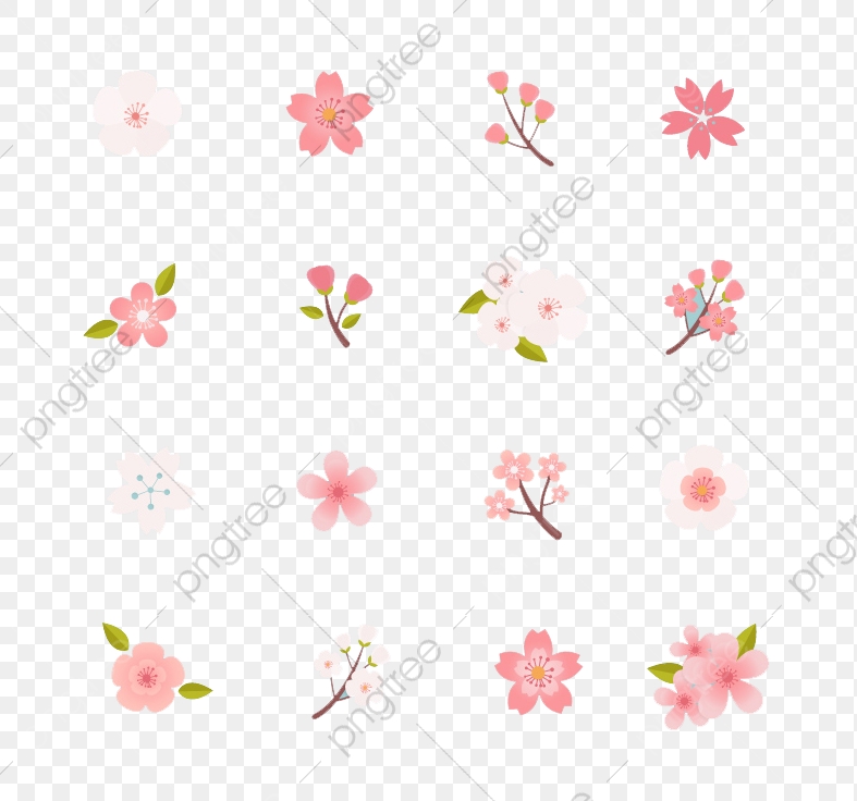 787x736 Beautiful Cherry Icon, Cherry Blossoms, Flowers, Plant Png