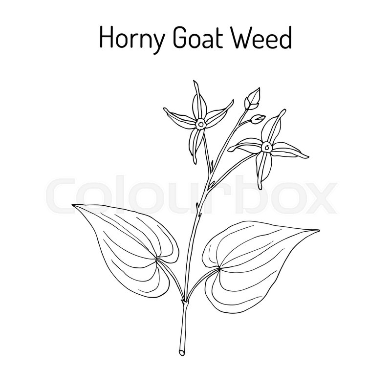 800x800 Horny Goat Weed Epimedium Sagittatum Stock Vector Colourbox