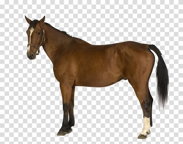 600x473 Belgian Horse Horses Illustration, Brown Horse Icon Transparent