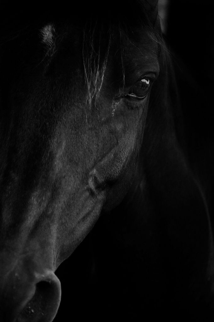 Black Horses, Black Horses, Horse Pictures 680x1024 Black Horses, Black Horses, Horse Pictures