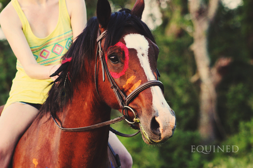 Equine Photo Via Tumblr On We Heart It 500x333 Equine Photo Via Tumblr On We Heart It
