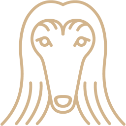 256x256 Free Tan Afghan Hound Icon