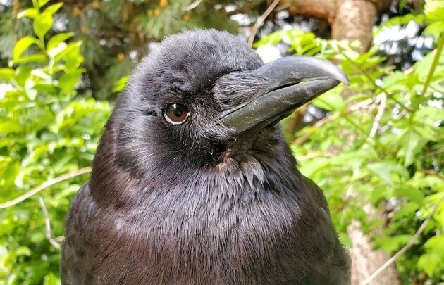 630x405 Beloved Vancouver Icon Canuck The Crow Is Missing Huffpost Canada