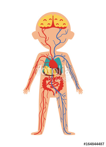 360x500 Boy Body Anatomy With Internal Organs Health Medical Icon, Human