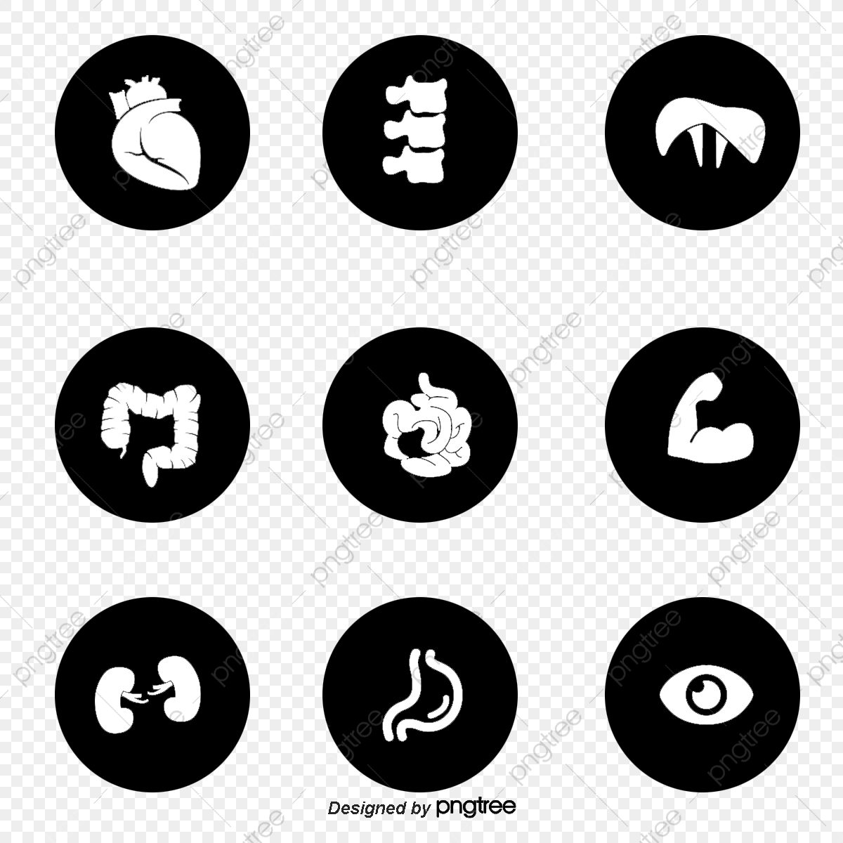 1200x1200 Human Body Icon, Thyroid, Brain, Stomach Png Transparent Clipart
