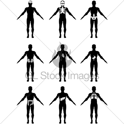 500x500 Human Organs In Body Icons Gl Stock Images