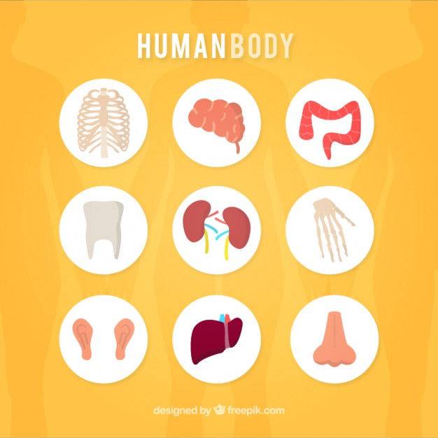 626x626 Human Body Icons Vector Free Download