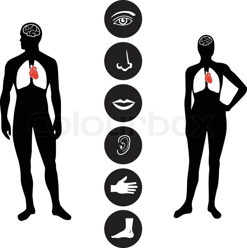 799x800 Human Male And Female Body Outline Stock Vector Colourbox