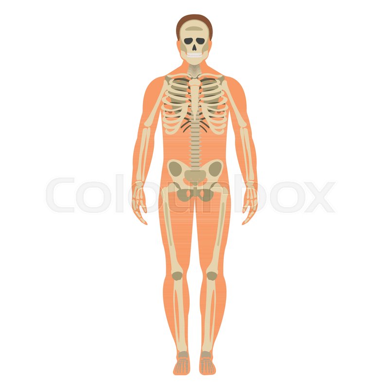 800x800 Skeleton Wuth Body Icon Human Stock Vector Colourbox