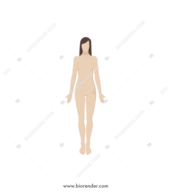 550x620 Biorender Body