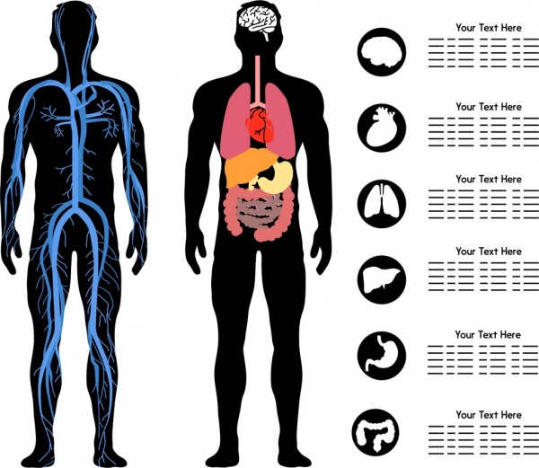 Human Body Icon At Collection Of Human Body Icon Free