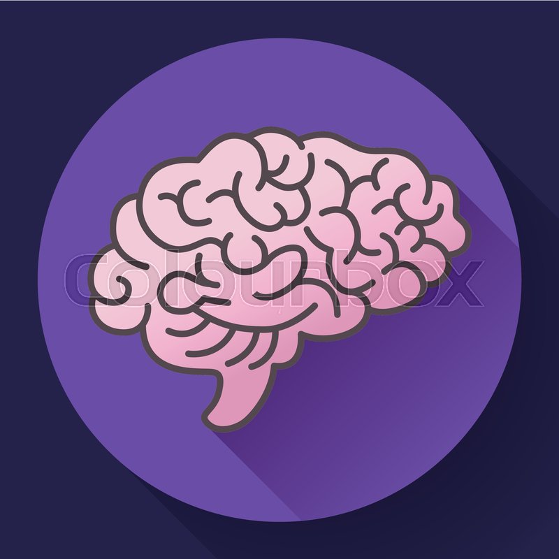 800x800 Human Bran, Symbol Of Intellect, Stock Vector Colourbox