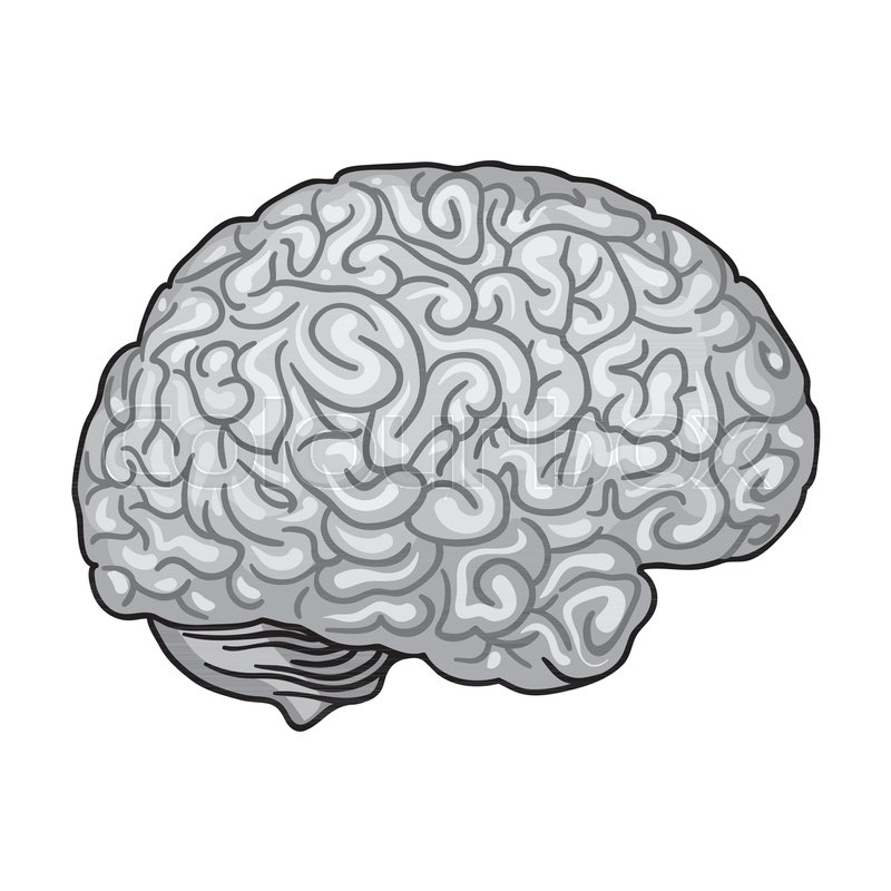 800x800 Human Bran In Monochrome Style Stock Vector Colourbox