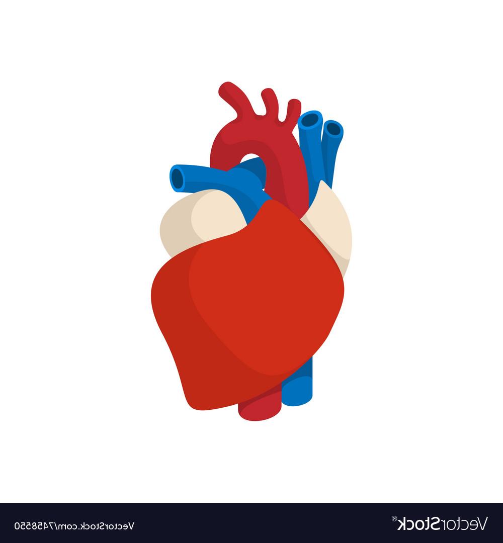 Human Heart Icon at Vectorified.com | Collection of Human Heart Icon ...