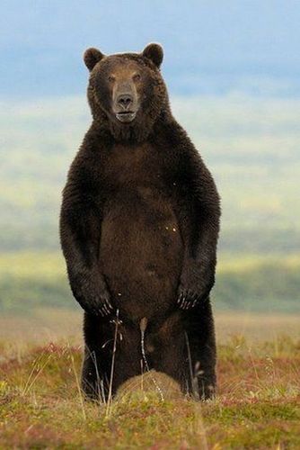 334x500 Po Face Invasion