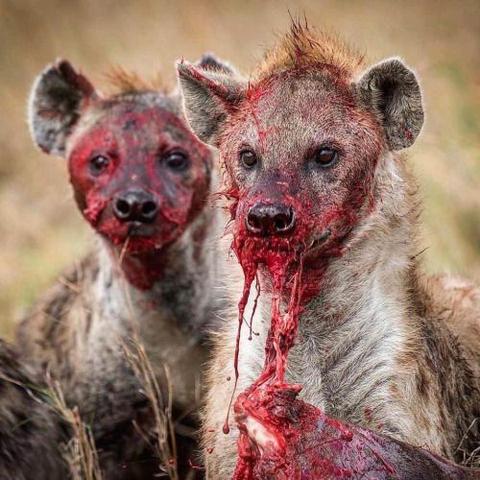 480x480 Hyenas With A Face Full Davida