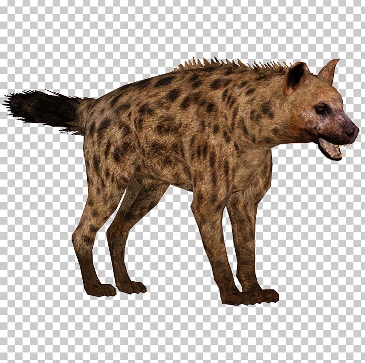 728x724 Spotted Hyena Icon Png, Clipart, African Wild Dog, Animal, Animals