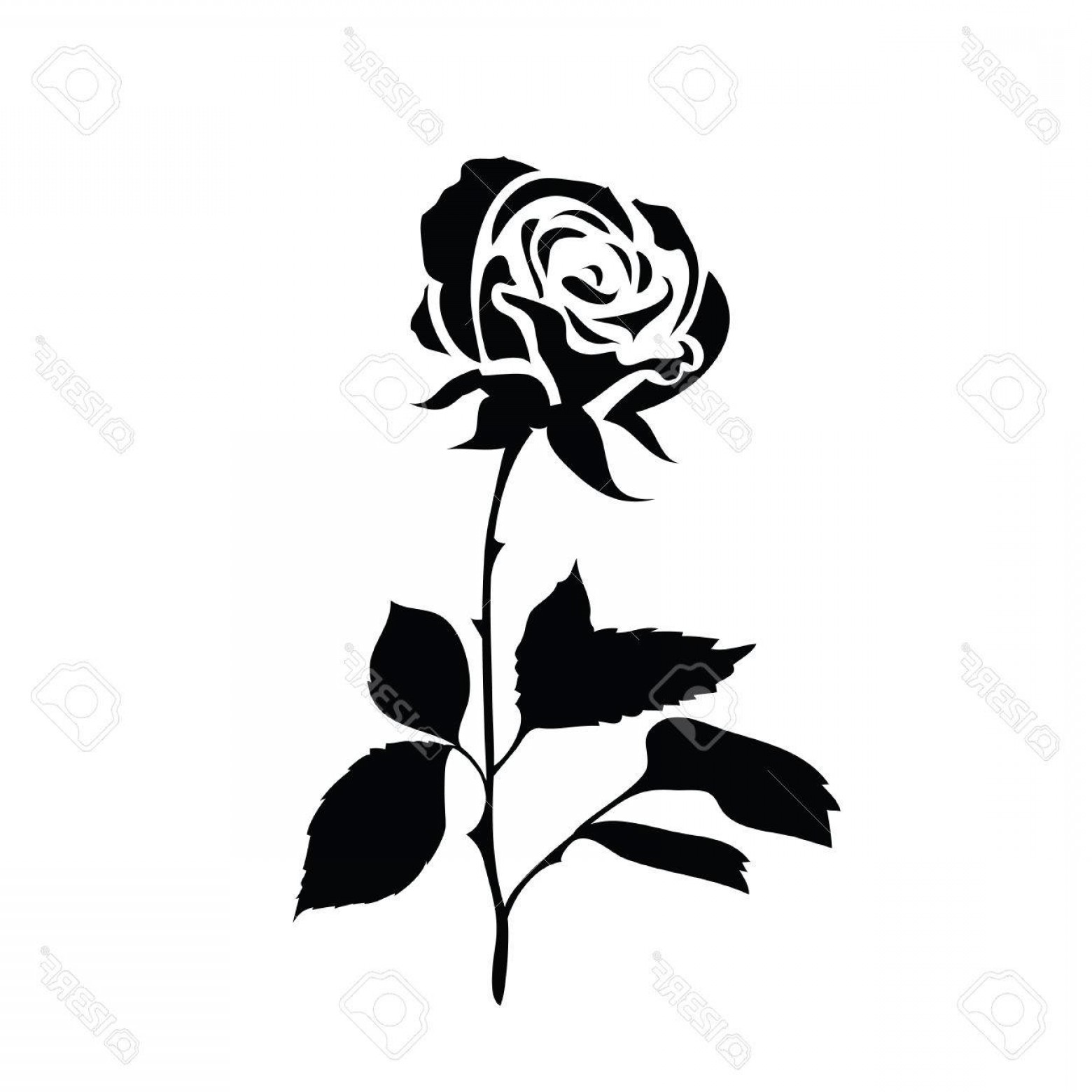 1560x1560 Vector Black And White Rose Catchsplace