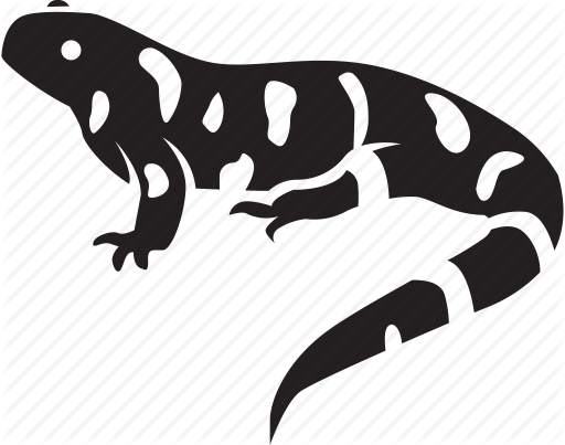 512x403 Amphibian, Mole, Ohio, Salamander, Spotted, Yellow, Yellow Spotted